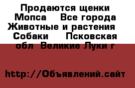 Продаются щенки Мопса. - Все города Животные и растения » Собаки   . Псковская обл.,Великие Луки г.